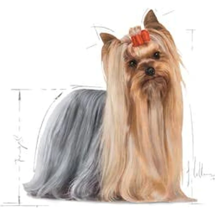 Royal Canin Breed Yorkshire Terrier, Hundefutter für Yorkshire Terrier, 500 g – Bild 2