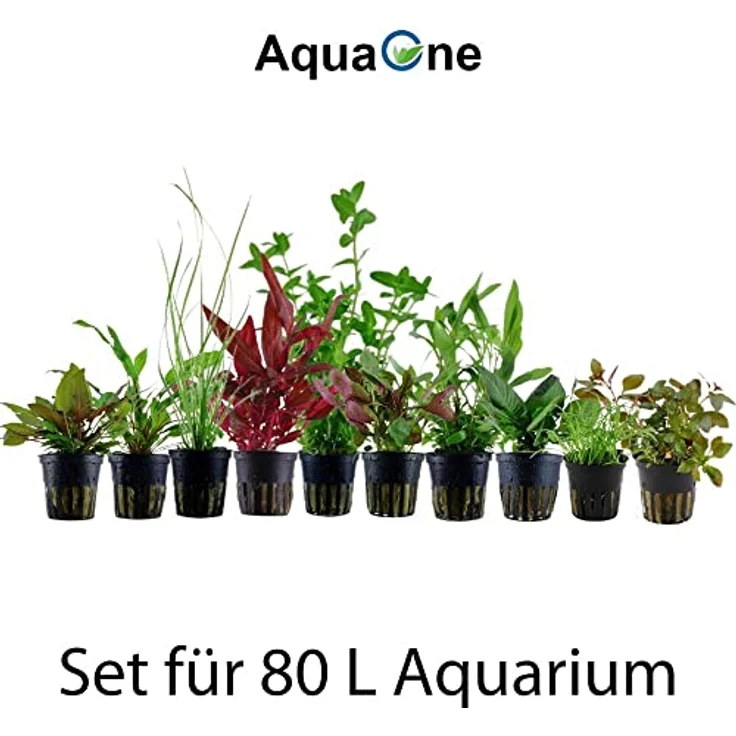 AquaOne Aquarium Pflanzen Set, 10 Topfpflanzen für Aquarien bis 80 Liter, Vordergrund-, Mittelgrund- und Hintergrundpflanzen, inkl. Ludwigia, Alternanthera, Hygrophila, Bacopa – Bild 2