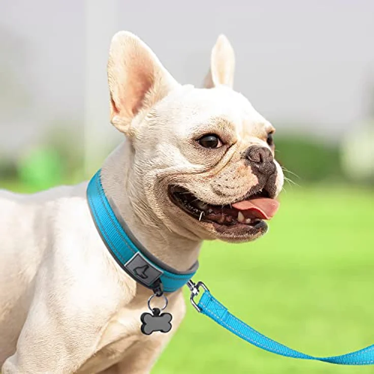 Joytale Hundehalsband, Gepolstertes Neoprenhalsband für kleine Hunde, Reflektierende Nähte, Baby Blau – Bild 3