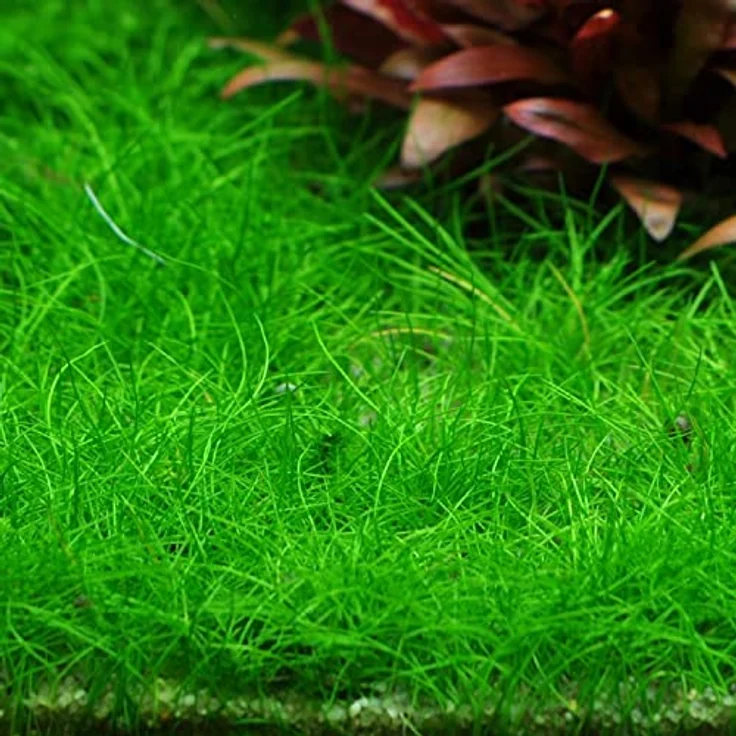 AquaOne Aquarium Pflanzen Set, 3x Wasserpflanzen Gras mit Eleocharis parvula, montevidensis und acicularis 'Mini' In Vitro 1-2-Grow! – Bild 5