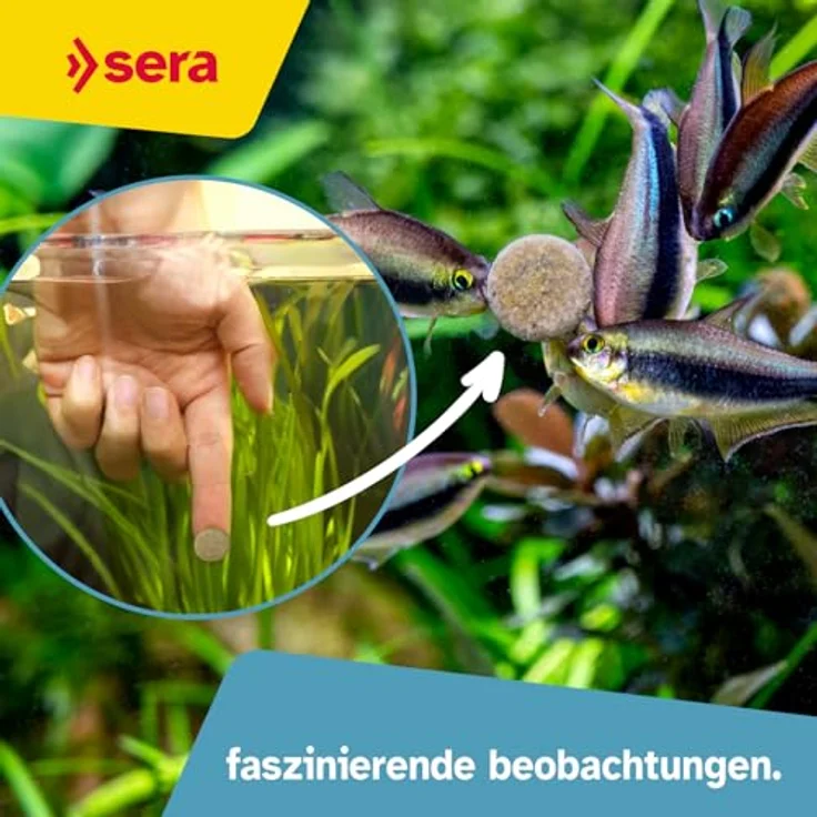 sera O-Nip Stickies 100 ml (62 g), haftende Leckerbissen-Tabs für Zierfische mit Mückenlarven, Tubifex & 7% Krill, nährstoffreich und ideal zur Fütterungsbeobachtung am Aquarium – Bild 4