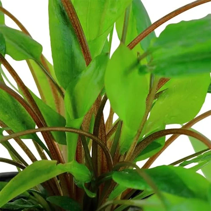 AquaOne 4x Cryptocoryne Wasserpflanzen Set, Barschbecken Aquarienpflanzen, inklusive 'Green', 'Tropica', 'Usteriana', 'Albida Brown' – Bild 5