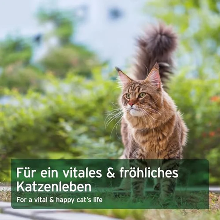 AniForte BARF Complete Cat, 100g natürliche Rundumversorgung mit Moringa, Taurin und Bierhefe, für gesunde Katzenernährung – Bild 5
