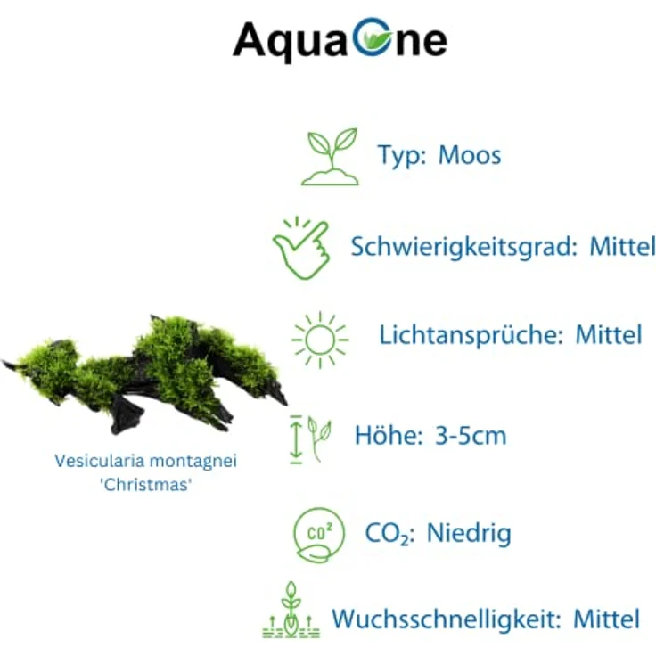 AquaOne Aquarium Pflanzen Set Mix, 2x Wasserpflanzen auf Wurzel - Anubias barteri var. nana & Vesicularia montagnei 'Christmas' für Aquarien-Dekoration – Bild 5