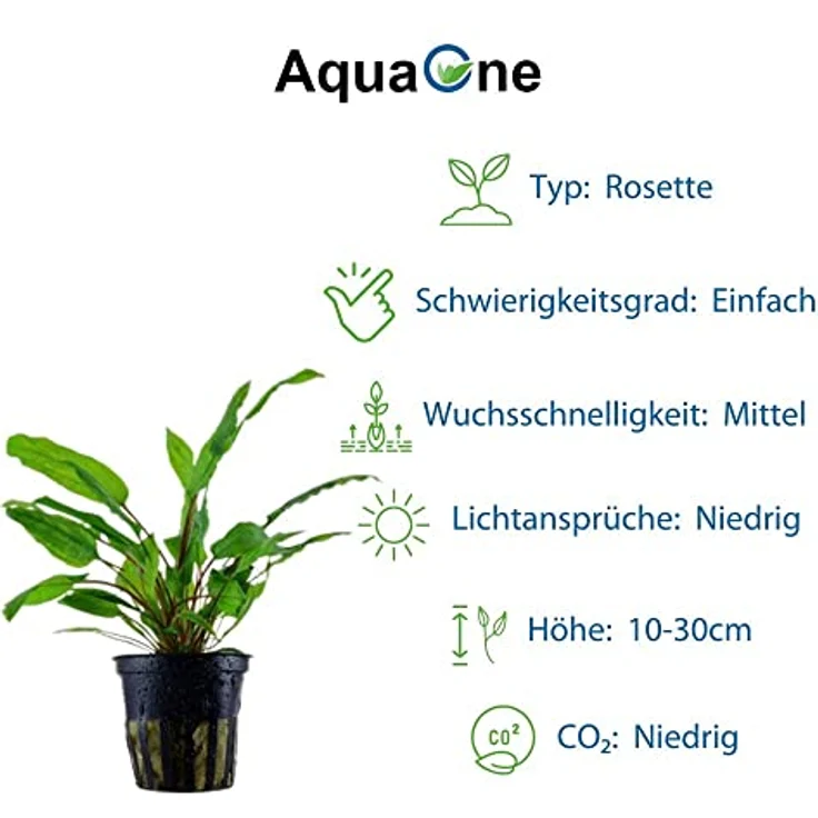 AquaOne Aquarium Pflanzen Set, 5x Wasserpflanzen für Diskusbecken mit Anubias, Microsorum und Echinodorus – Bild 5