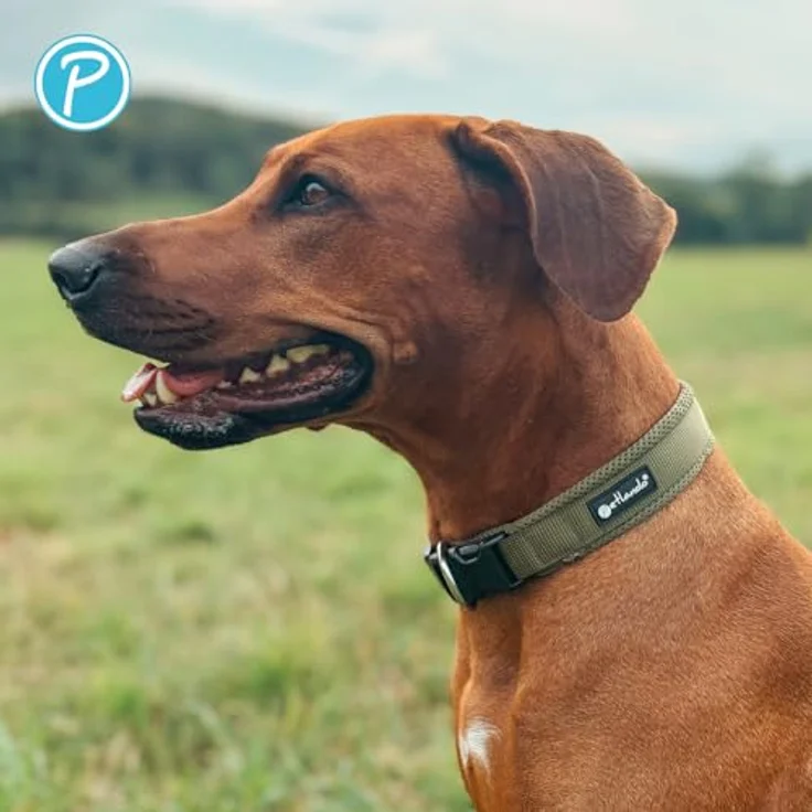 Petlando Mesh Hundehalsband XXS 30-35cm, leicht, atmungsaktiv, weich gepolstert, stufenlos verstellbar, robust in Olive – Bild 5