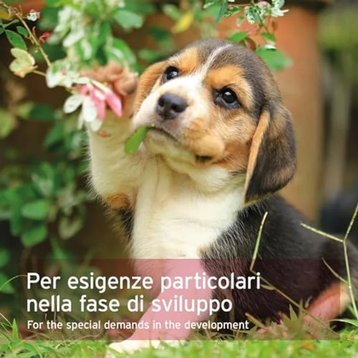 AniForte Junior Active 250 g, Hundefutter zur Unterstützung der Knochen- und Gelenkentwicklung für Welpen und junge Hunde – Bild 6