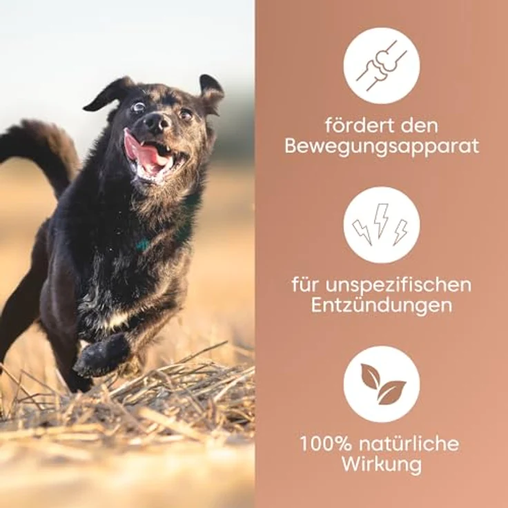 Pfotenkumpels Hüftschwung Gelenk-Snack für Hunde mit 8-in-1 Formel – Insektenprotein, Grünlippmuschel & Kurkuma 200g – Bild 2