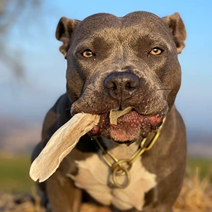 Bellfor Kaninchenohren mit Fell, 200 g - Natürliche Hunde Kauartikel zur Unterstützung der Magen-Darm-Gesundheit, getreidefrei und hypoallergen – Bild 5
