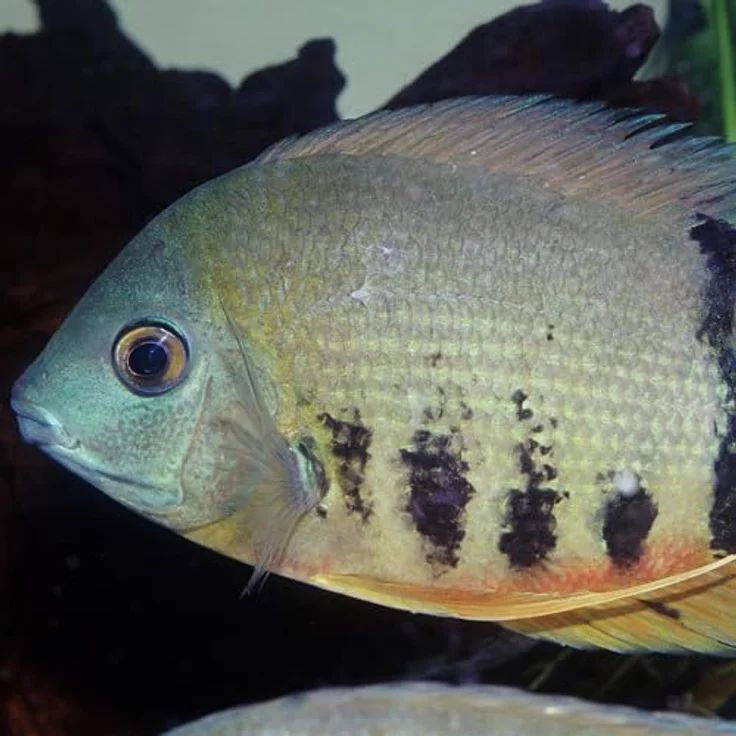 JBL PRONOVO CICHLID GRANO, Hauptfutter für Buntbarsche 15-25 cm, lichtdichte Dose mit Klickdosierer, 1000 ml – Bild 3