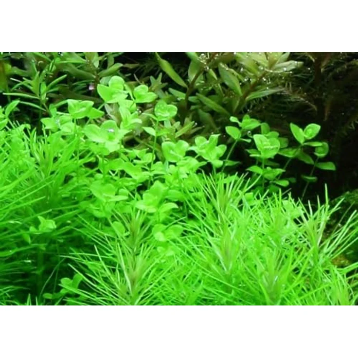 AquaOne Micranthemum umbrosum, voll durchwurzelt, mittelgroße Vordergrund Wasserpflanze für Aquarien-Dekoration – Bild 1