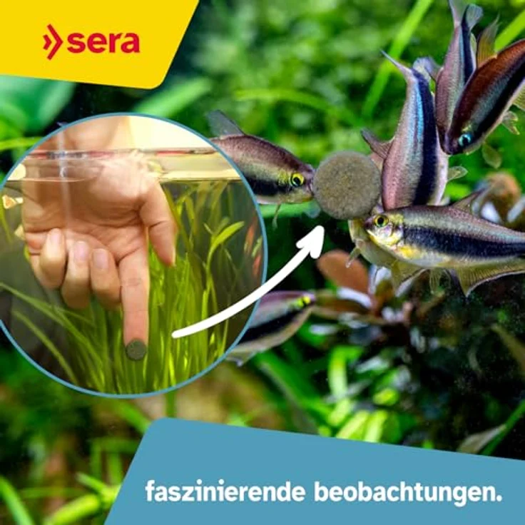 sera Spirulina Tabs, 100 ml (60 g) - sinkende Tabs für herbivore Fische mit 25 % Spirulina, ideal für gesunde Verdauung und Vitalität – Bild 5