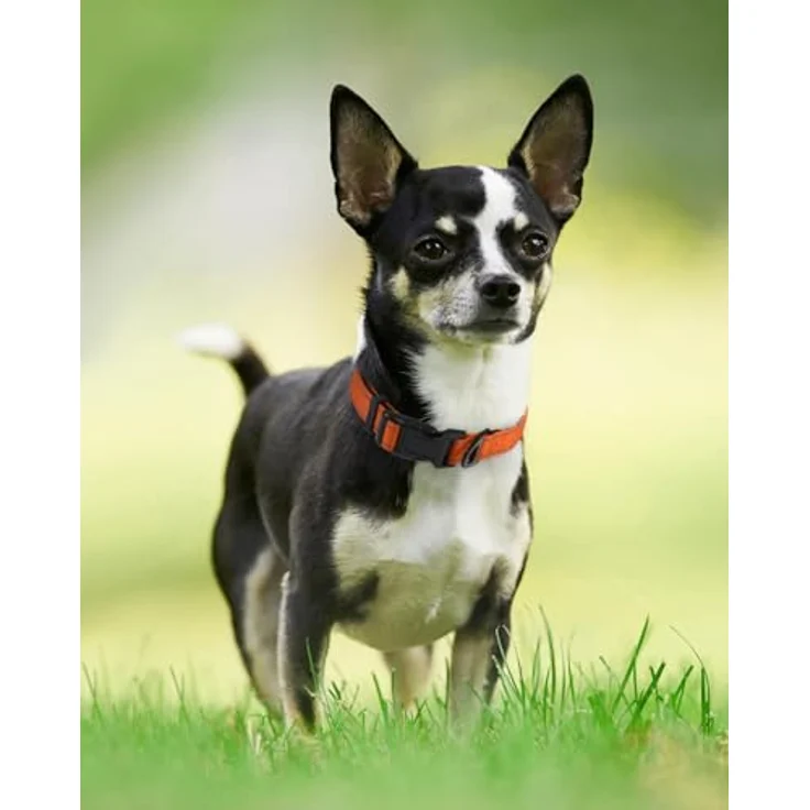 Joytale Hundehalsband, Gepolstertes Neopren Nylon Halsband, Verstellbar und Reflektierend für Welpen, XS, Orange – Bild 2