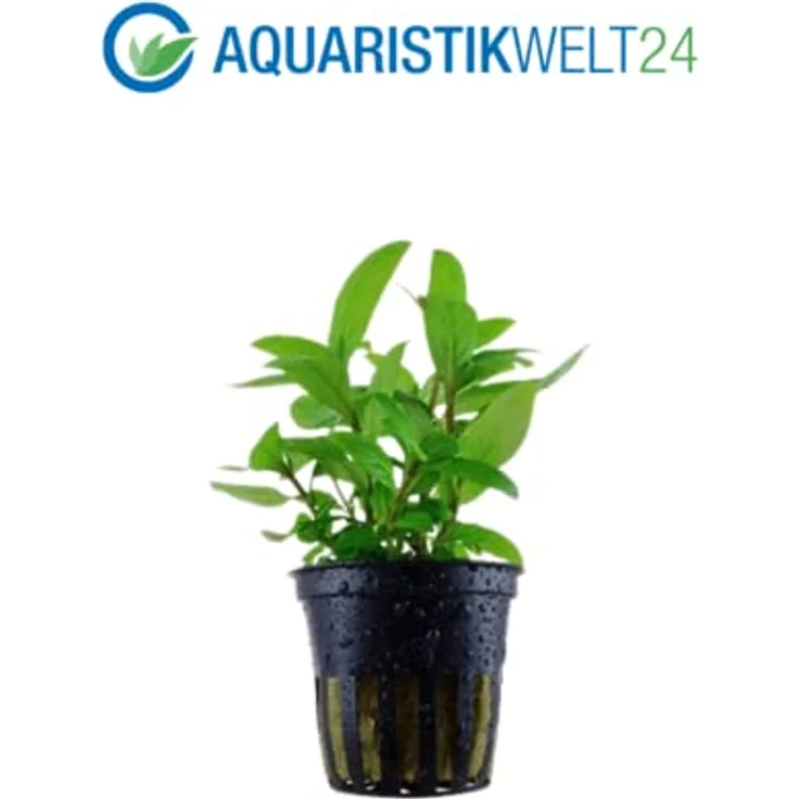 AquaOne Aquarium Pflanzen Set, 3X Mittelgrund Aquarienpflanzen, Lobelia cardinalis, Limnophila hippuridoides, Staurogyne repens – Bild 4
