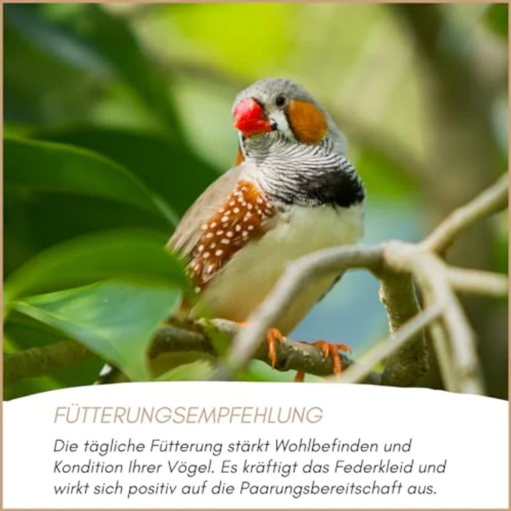 Supravit Exotenfutter 5kg, hochwertiges Mischfutter für exotische Finken mit Hirse und Saaten, kräftigt das Federkleid und unterstützt die Paarungsbereitschaft – Bild 5