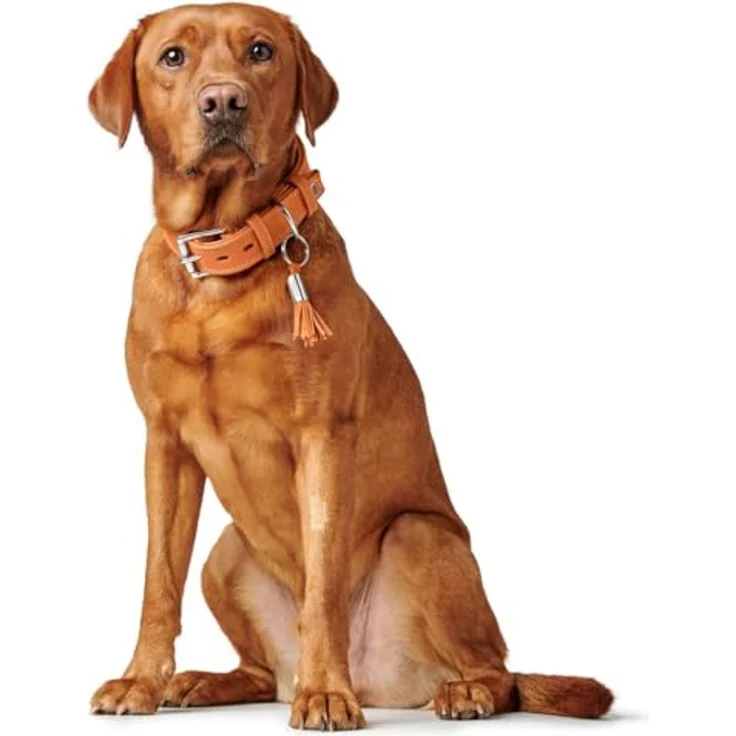 Hunter Hunde-Halsband Cannes orange S – Bild 7
