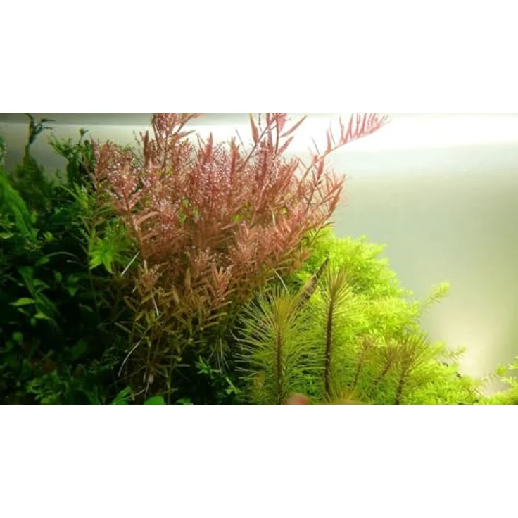 AquaOne Rotala rotundifolia, Mittelgrund Wasserpflanze für Aquarien, voll durchwurzelt, ideal für Aquascaping – Bild 1