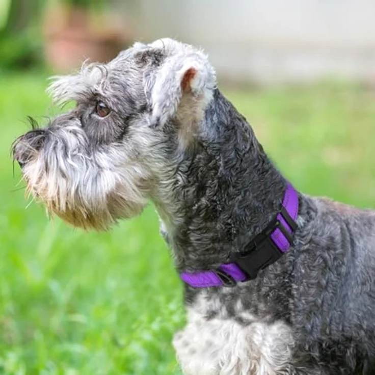 Joytale Hundehalsband Gepolstert aus Neopren Nylon, Verstellbar und Reflektierend, für Kleine Hunde, S, Lila – Bild 2