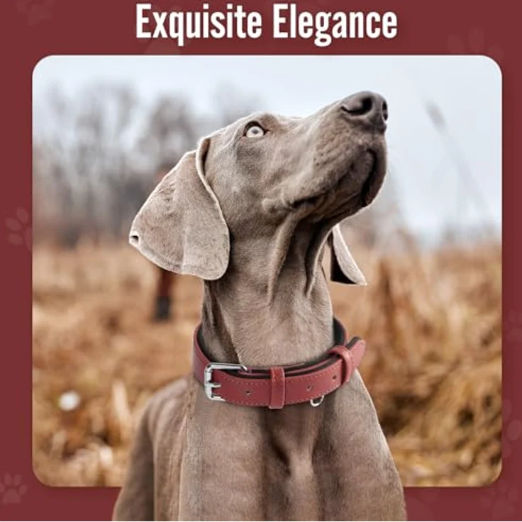 Grand Line Leder Hundehalsband, Verstellbares, Weich Gepolstertes & Breites Halsband für Kleine, Mittlere, Große Hunde, Rot, XS – Bild 2