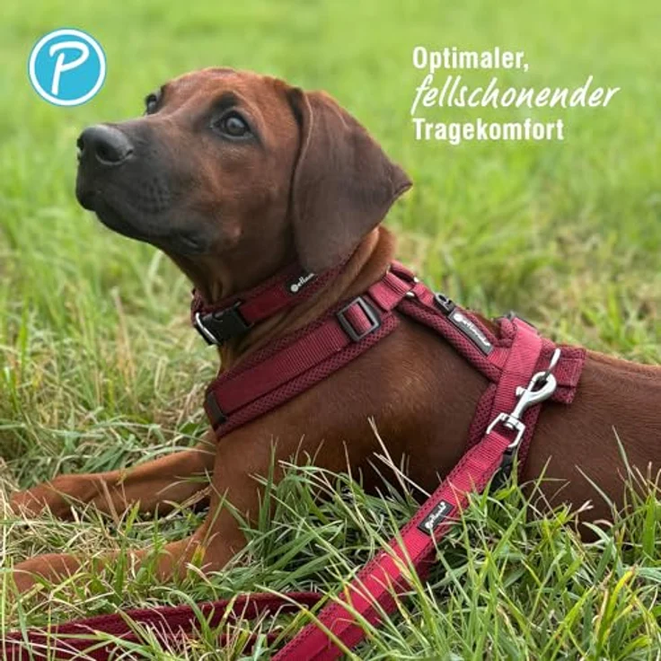 Petlando Hundegeschirr Y-Comfort, gepolstert, stufenlos verstellbar, leicht und atmungsaktiv, für sehr große Hunde, Bordeaux, XL – Bild 4