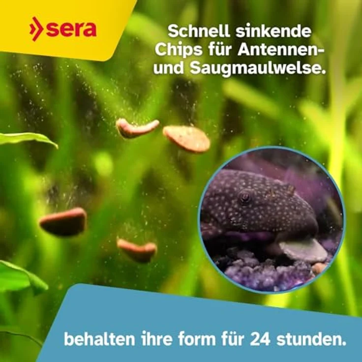 sera Pleco Chips 250 ml (92 g), Wels Futtertabletten für gesunde Bodenfische mit hoher Futterverwertbarkeit, Fischfutter für Aquarien, Made in Germany – Bild 3