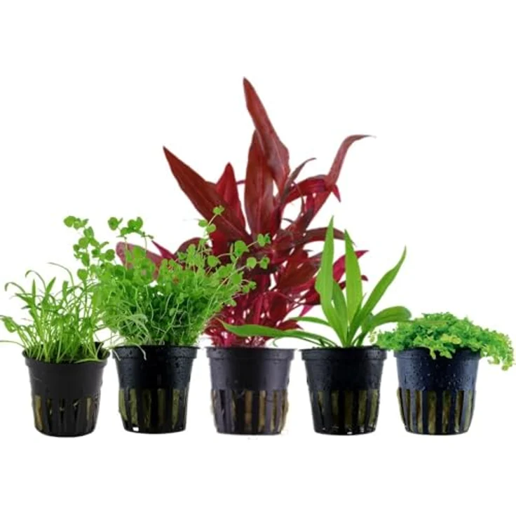 AquaOne 5x Wasserpflanzen Set, Vordergrund Aquarienpflanzen mit Alternanthera, Lilaeopsis, Helanthium und Micranthemum – Bild 1