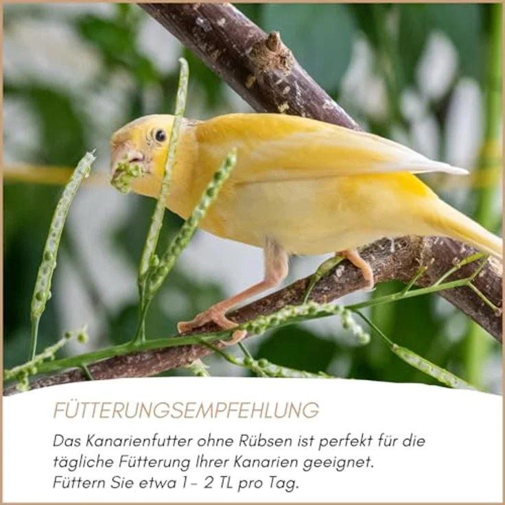 Supravit Kanarienfutter ohne Rübsen, 2,5kg - Ganzjahres-Vogelfutter für Kanarienvögel aller Arten, stärkt Immunsystem & Gefieder – Bild 5