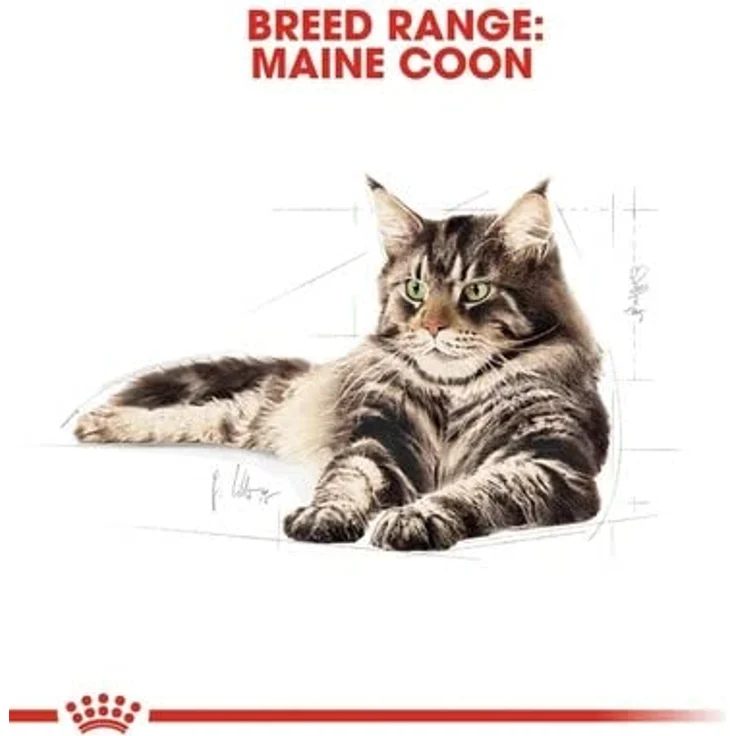 Royal Canin Maine Coon Adult, Nassfutter für Katzen, 12x85g, speziell abgestimmt auf die Ernährungsbedürfnisse von Maine Coons – Bild 7