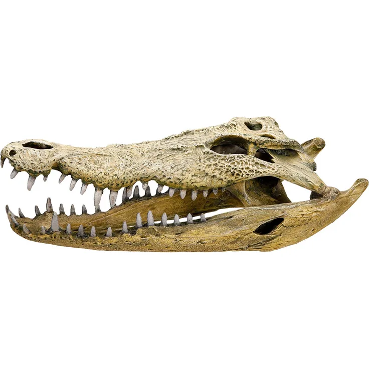 Nobby Aquariumdekoration Krokodil Schädel, 47.5x20.5x16cm aus robustem Polyresin, pH-neutral, geeignet für Süß- und Meerwasser-Aquarien