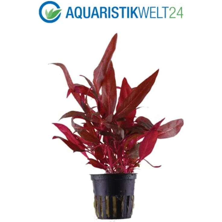 AquaOne Aquarium Pflanzen Set, 3 x Vordergrund Wasserpflanzen - Lilaeopsis brasiliensis, Alternanthera reineckii Rosanervig, Hemianthus callitrichoides – Bild 4