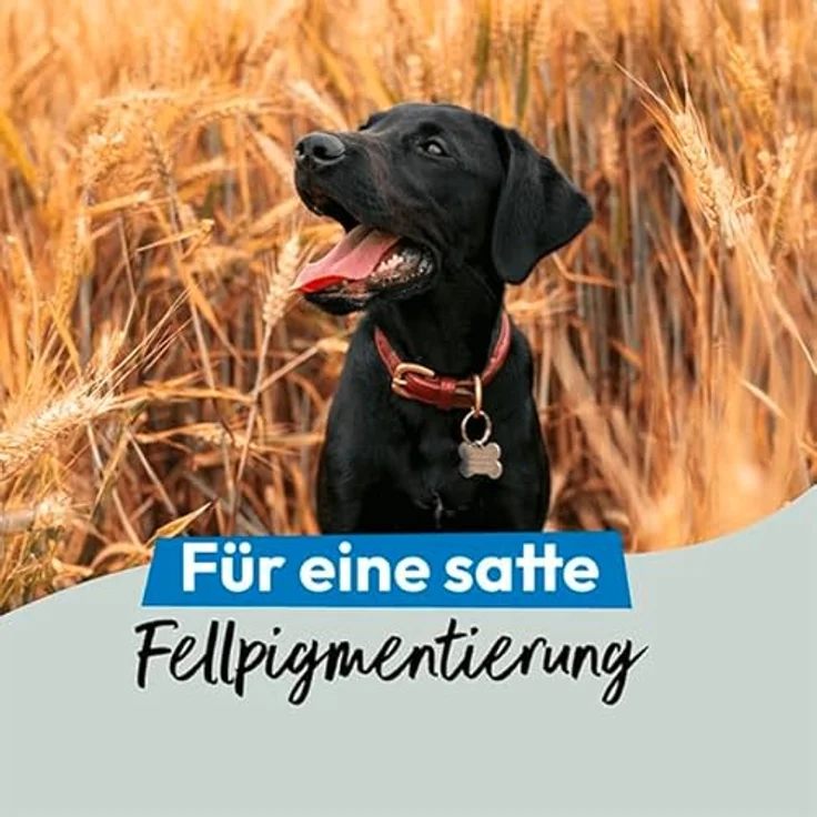 Grau Seealgenmehl 400g, natürliches Ergänzungsfutter für Hunde und Katzen, unterstützt glänzendes Fell und rassespezifische Fellfarbe – Bild 2
