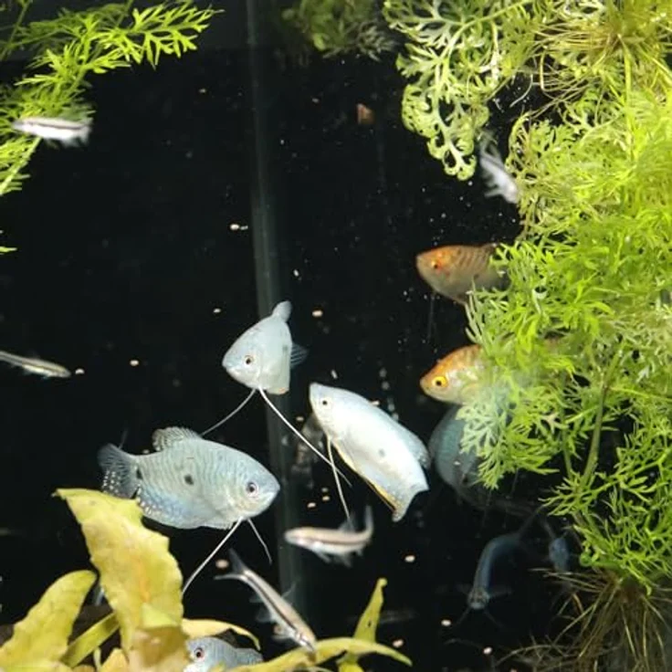 JBL PRONOVO GOURAMI GRANO, Hauptfutter-Granulat für Guramis, Fadenfische und Labyrinther, Größe S, 250 ml, mit präbiotischen Ballaststoffen und natürlichem Astaxanthin – Bild 3