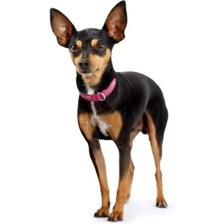 Hunter Hunde-Halsband Diamond Petit rot-schwarz XXS-XS – Bild 5