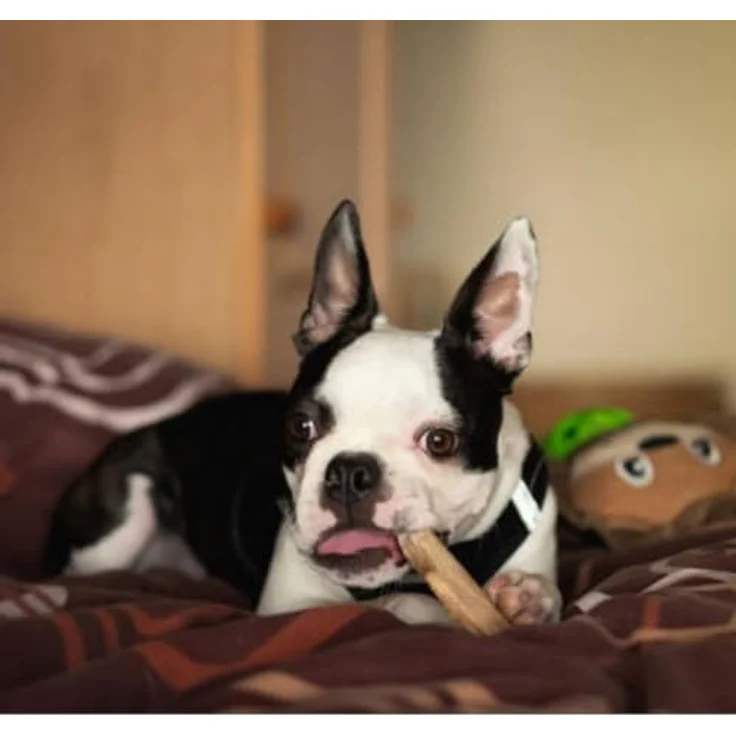 ARTISAN GIFT CO Hirschgeweih für Hunde, Natürlicher Kauknochen für Welpen und Hunde, S - 4 Stück, Langlebig, kalorienarm und fettfrei – Bild 4
