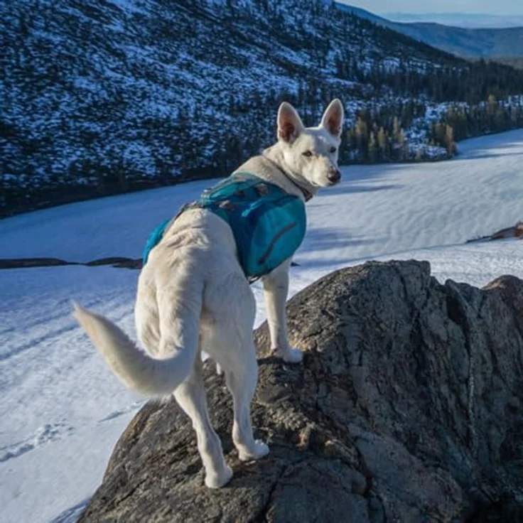 kurgo Hunde-Geschirr Hundetasche Baxter Backpack blau, Leicht & Strapazierfähig mit 3,75 l Fassungsvermögen – Bild 6