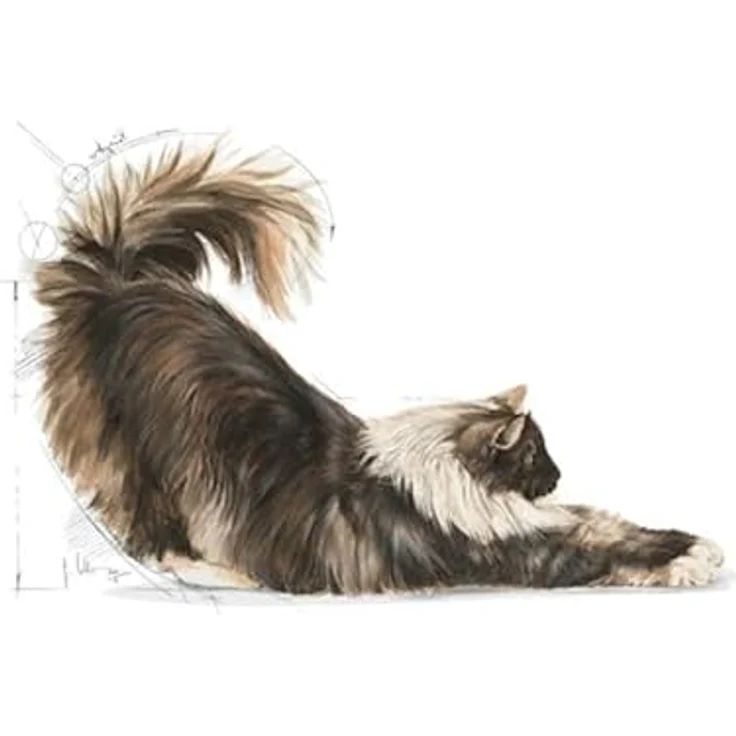 Royal Canin Indoor Longhair Trockenfutter, 2 kg, Alleinfuttermittel für Wohnungskatzen mit langem Fell, angepasstes Energiegehalt, verringerter Stuhlgeruch, reduzierte Haarballenbildung – Bild 4