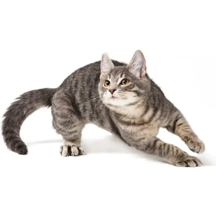 Kattovit Niere/Renal-Drink Huhn, 24x135 ml Ergänzungsfuttermittel für Katzen, Unterstützung der Nierenfunktion, Fleischstückchen mit Huhn – Bild 5