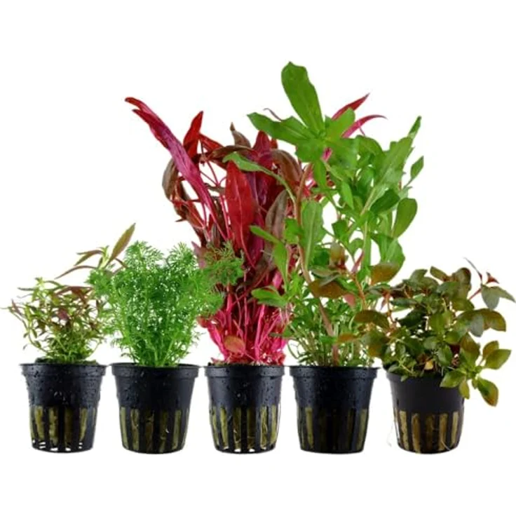 AquaOne Aquarium Pflanzen Set, 5 bunte Wasserpflanzen mit Limnophila, Alternanthera, Ammannia, Ludwigia als Mittelgrund- und Hintergrundpflanzen – Bild 1