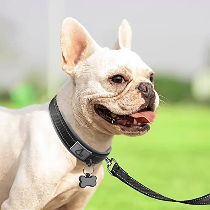 Joytale Neopren Hundehalsband, Gepolstert und Reflektierend für kleine Hunde, Schwarz – Bild 3