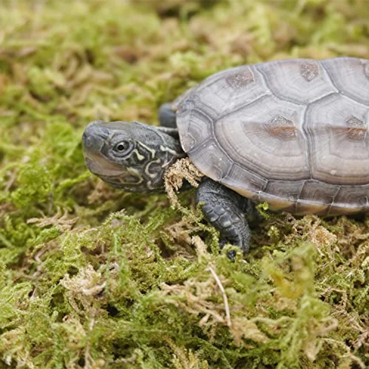 Begeterday 99g Reines Natürliches Moos für Schildkröten, Feuchtigkeitsspendend und Wärmespeichernd, Ideal für Terrarien – Bild 2