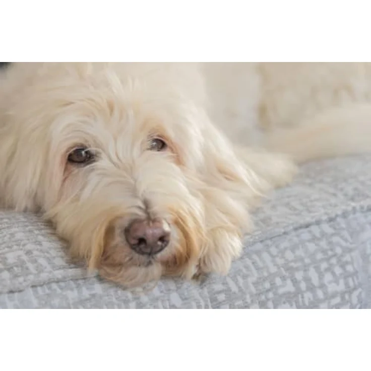 Designed by Lotte Maze Essence, Orthopädisches Hundekissen mit Gelenkunterstützung, rutschfester Unterseite und waschbarem Bezug – Bild 2
