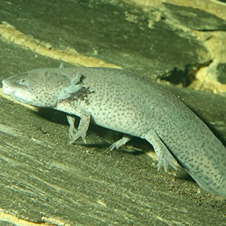 JBL PRONOVO Lotl Grano M, Hauptfutter-Granulat für mittelgroße Axolotl (8-20 cm), 250ml, sinkend und prebiotisch – Bild 5