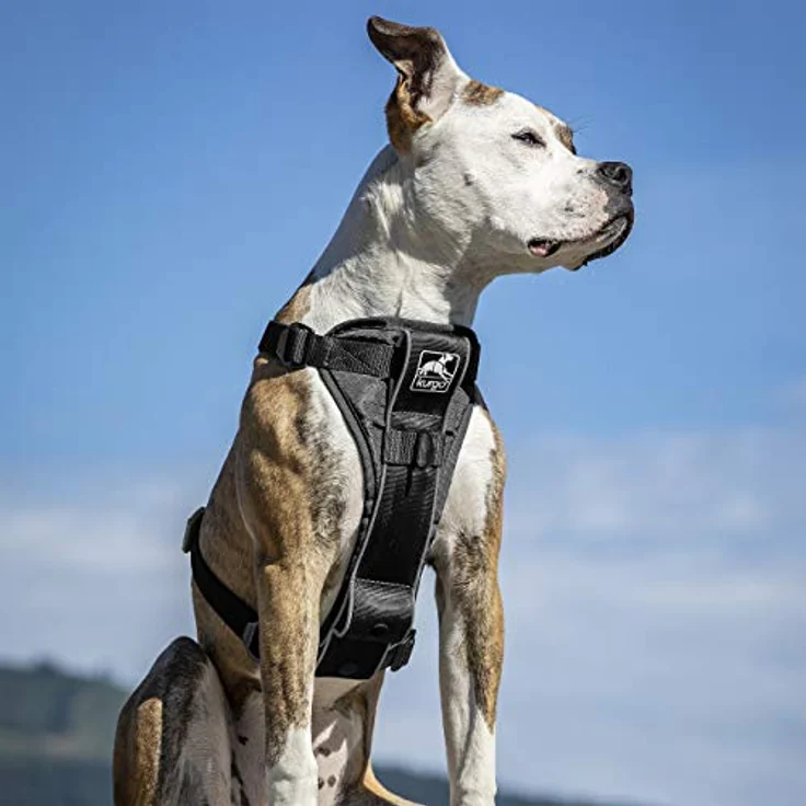 Kurgo Tru-Fit Smart Hundegeschirr, Größe M, Schwarz, mit gepolstertem Brustteil und Autosicherheitsgurt, Anti-Zug Training Clip – Bild 4