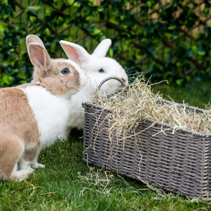 Burgess Excel Futterheu mit Löwenzahn & Ringelblume, hochwertiges Timothy-Heu für Kaninchen, Meerschweinchen & Chinchillas, 1kg, 100% natürliche Zutaten – Bild 4