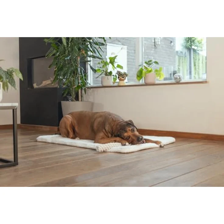 Beeztees Osa, Hundespielzeug aus Baumwolle und Kaffeeholz, Größe M, 34 cm, ideal für stundenlangen Spielspaß – Bild 2