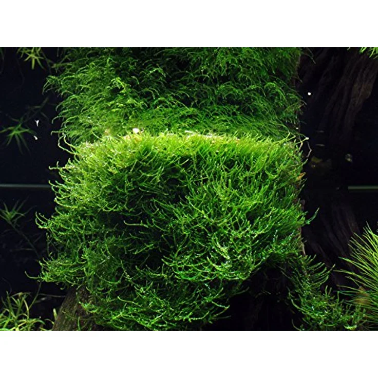 AquaOne Moos Set mit 5 in Vitro Pflanzen, Aquariumpflanzenset Nr.57, inklusive Taxiphyllum und Vesicularia Arten – Bild 2