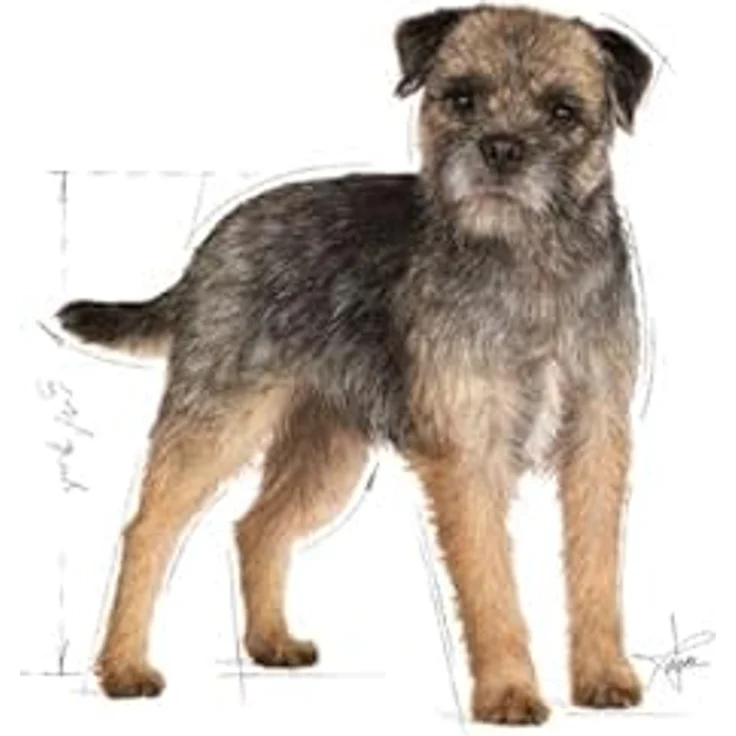 Royal Canin Mini Sterilised, Hundefutter für kastrierte Hunde bis 10 kg, 1 kg, fettarm und ausgewogen – Bild 5