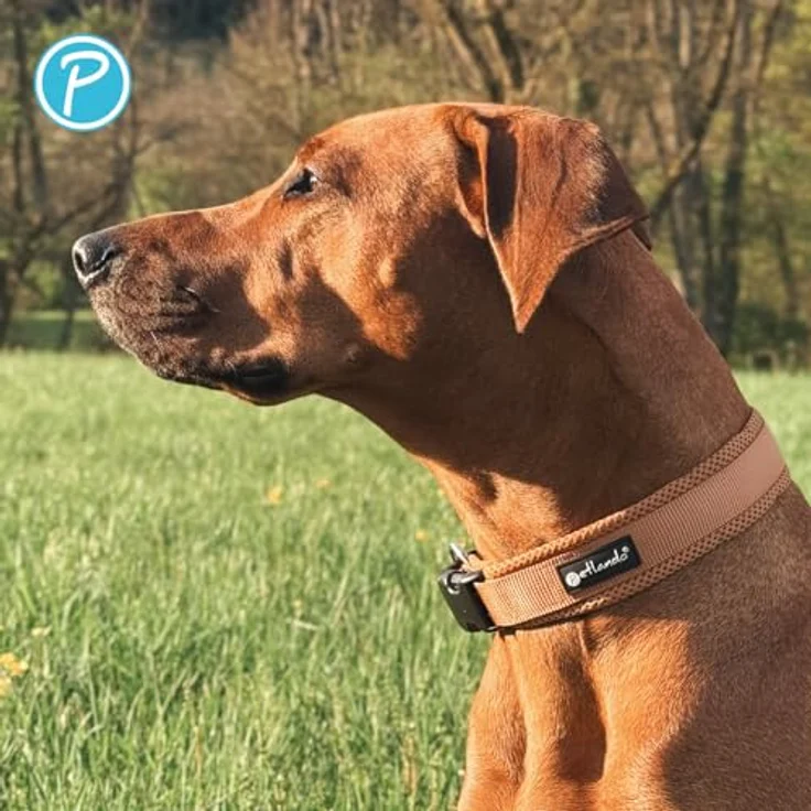 Petlando Mesh Hundehalsband XL 55-60cm, leicht, atmungsaktiv und weich gepolstert in Cognac, stufenlos verstellbar, robust mit O-Ring – Bild 4