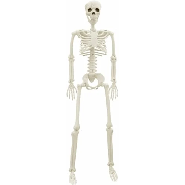 vidaXL Halloween-Skelett 2er Set, 85 cm, weiße robuste Deko-Figur für Innen- und Außenbereich, gotische Halloween-Deko für Partys und Saison-Dekor – Bild 5