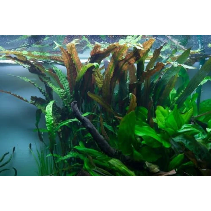 AquaOne Cryptocoryne usteriana, 3er Set Mittelgrund Wasserpflanze mit durchwurzelter Rosette, pflegeleicht und ideal für Aquascaping – Bild 2